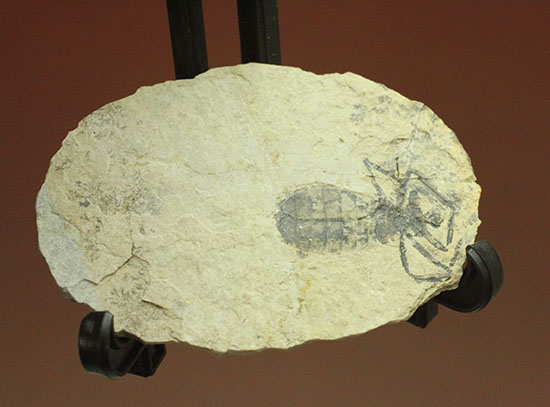 大きい！しかも保存状態が良い、イタリア産のヤゴ化石、リベルラドリス/新生代第三紀（6500万 -- 260万年前）【ot818】