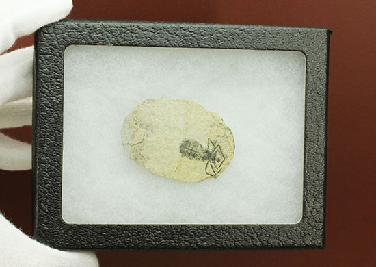 大きい！しかも保存状態が良い、イタリア産のヤゴ化石、リベルラドリス（その8）