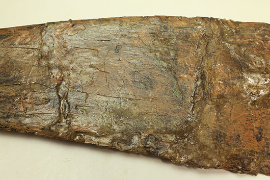 白亜紀後期を代表する恐竜の一つ、鳥脚類エドモントサウルス(Edmontosaurus annectus)の肩甲骨の高品位化石（その12）