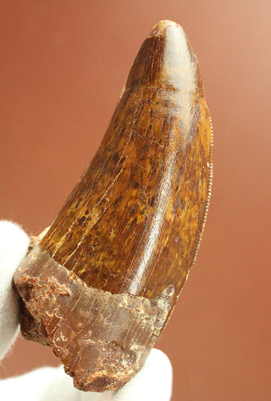 茶色の歯冠に美しい光沢。厚みがあり、ジェムのような輝きを放つカルカロドントサウルス歯化石（その3）