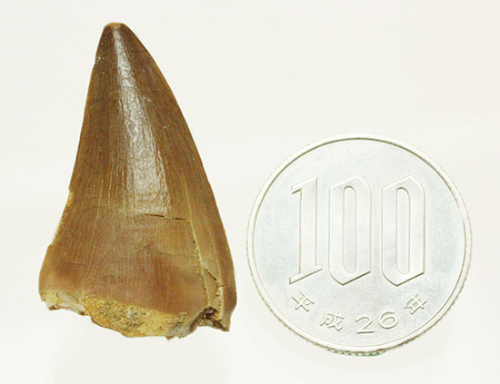 海に戻った爬虫類、白亜紀モササウルスの歯化石(Msasaurus)(その11)