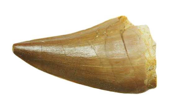 海に戻った爬虫類、白亜紀モササウルスの歯化石(Msasaurus)(その2)