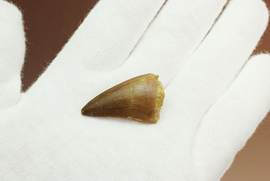 海に戻った爬虫類、白亜紀モササウルスの歯化石(Msasaurus)(その3)