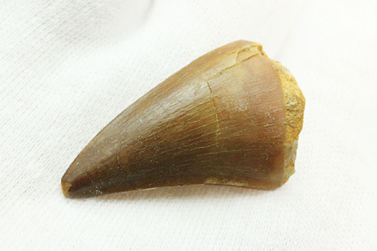 海に戻った爬虫類、白亜紀モササウルスの歯化石(Msasaurus)(その4)