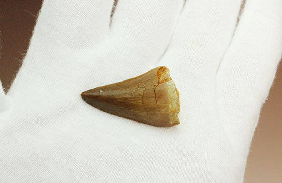 海に戻った爬虫類、白亜紀モササウルスの歯化石(Msasaurus)(その7)
