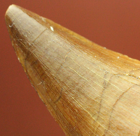 海に戻った爬虫類、白亜紀モササウルスの歯化石(Msasaurus)(その9)