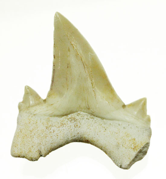 サイド歯が完全に保存！絶滅ザメ、5400万年前のオトダス良質歯化石(Otodus)/新生代（6500万年前 -- 現在）【sh117】