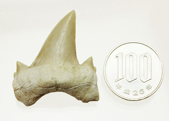 サイド歯が完全に保存！絶滅ザメ、5400万年前のオトダス良質歯化石(Otodus)/新生代（6500万年前 -- 現在）【sh117】