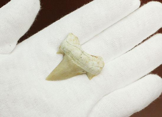 サイド歯が完全に保存!絶滅ザメ、5400万年前のオトダス良質歯化石(Otodus)(その2)