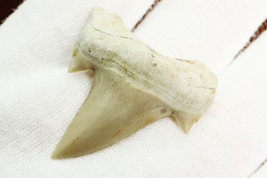 サイド歯が完全に保存!絶滅ザメ、5400万年前のオトダス良質歯化石(Otodus)(その3)