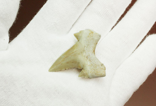 サイド歯が完全に保存!絶滅ザメ、5400万年前のオトダス良質歯化石(Otodus)(その4)