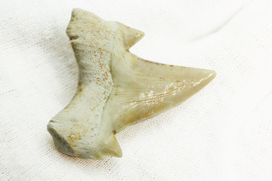 サイド歯が完全に保存!絶滅ザメ、5400万年前のオトダス良質歯化石(Otodus)(その5)