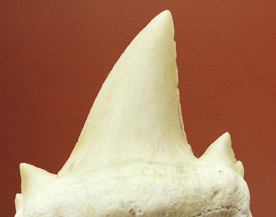 サイド歯が完全に保存!絶滅ザメ、5400万年前のオトダス良質歯化石(Otodus)(その6)