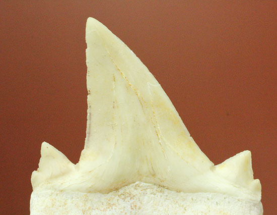 サイド歯が完全に保存!絶滅ザメ、5400万年前のオトダス良質歯化石(Otodus)(その7)
