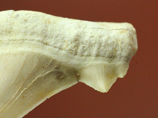 サイド歯が完全に保存!絶滅ザメ、5400万年前のオトダス良質歯化石(Otodus)(その8)