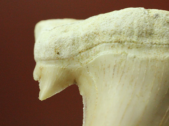 サイド歯が完全に保存!絶滅ザメ、5400万年前のオトダス良質歯化石(Otodus)(その9)