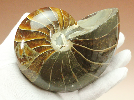 ８３５ｇのヘビー級のオウムガイの化石。シックで味わいぶかい色合いにご注目ください。（その2）