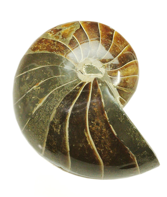８３５ｇのヘビー級のオウムガイの化石。シックで味わいぶかい色合いにご注目ください。/中生代白亜紀（1億3500万 -- 6500万年前）【an1031】
