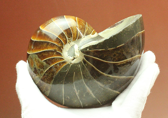 ８３５ｇのヘビー級のオウムガイの化石。シックで味わいぶかい色合いにご注目ください。（その9）