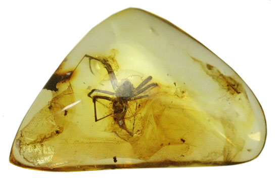 鮮明！肉眼で見られます。クモ入り、バルト海産虫入り琥珀(Amber)/新生代（6500万年前 -- 現在）【ot822】