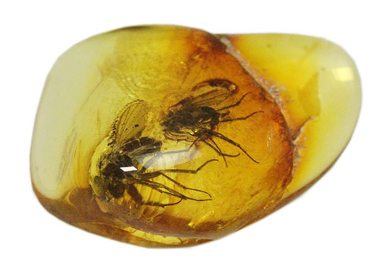 ２匹の虫が内包された琥珀化石です。バルティックアンバー(Amber)/新生代（6500万年前 -- 現在）【ot823】