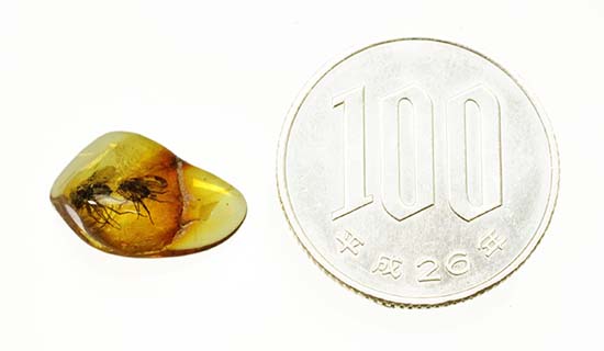 ２匹の虫が内包された琥珀化石です。バルティックアンバー(Amber)/新生代（6500万年前 -- 現在）【ot823】