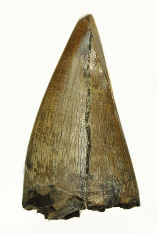 ティラノサウルス・レックスの前上顎骨歯。小型ながら前上顎骨歯の特徴を完全に備えています。/中生代白亜紀（1億3500万 -- 6500万年前）【di900】