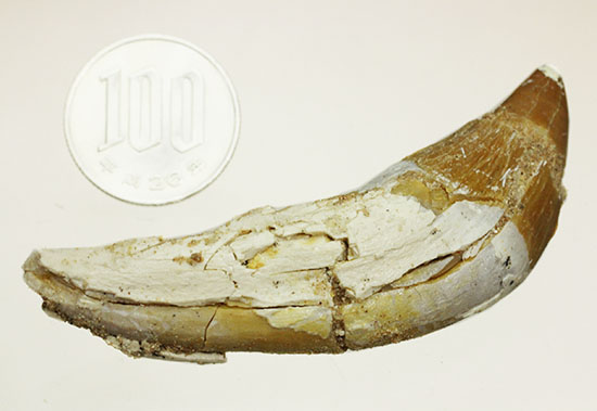 新生代に入り出現した、槍のような歯を持つ、捕食性の強い原始クジラ「ドルドン」の前側の歯化石/新生代（6500万年前 -- 現在）【ot824】