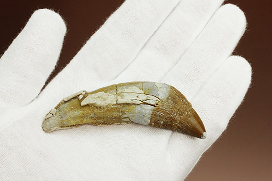 新生代に入り出現した、槍のような歯を持つ、捕食性の強い原始クジラ「ドルドン」の前側の歯化石/新生代（6500万年前 -- 現在）【ot824】