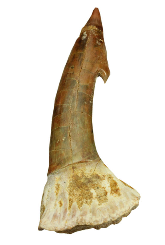 面白い！古代のノコギリエイ（Onchopristis）の良質歯化石（その12）
