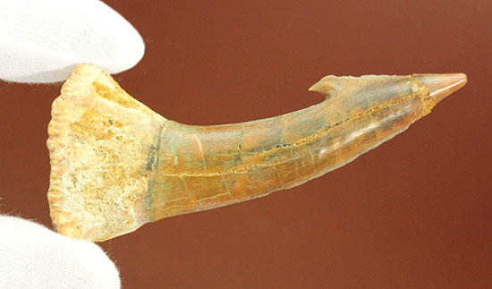 面白い！古代のノコギリエイ（Onchopristis）の良質歯化石/中生代白亜紀（1億3500万 -- 6500万年前）【ot827】