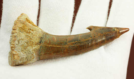 面白い！古代のノコギリエイ（Onchopristis）の良質歯化石（その6）