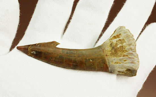 面白い！古代のノコギリエイ（Onchopristis）の良質歯化石（その8）