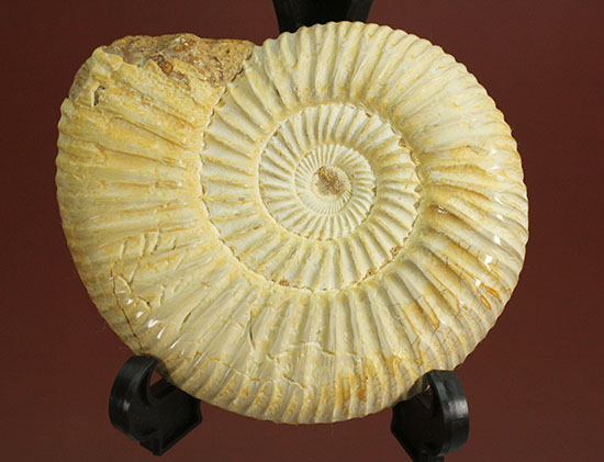 上質、ジュラ紀のペリスフィンクテスアンモナイト(Perisphinctes)(その1)