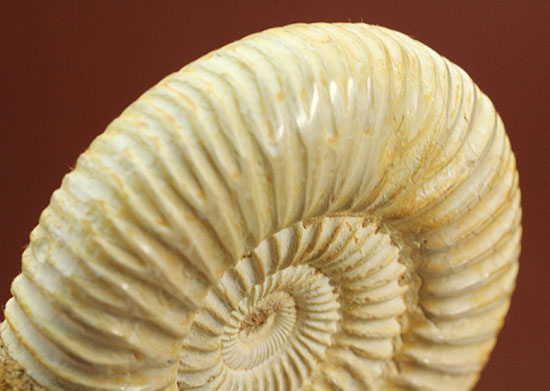 上質、ジュラ紀のペリスフィンクテスアンモナイト(Perisphinctes)(その10)