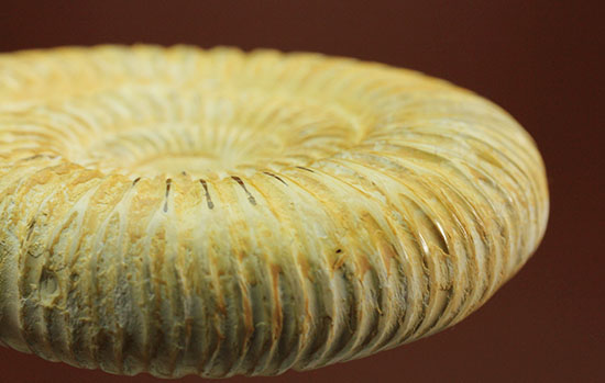 上質、ジュラ紀のペリスフィンクテスアンモナイト(Perisphinctes)(その11)