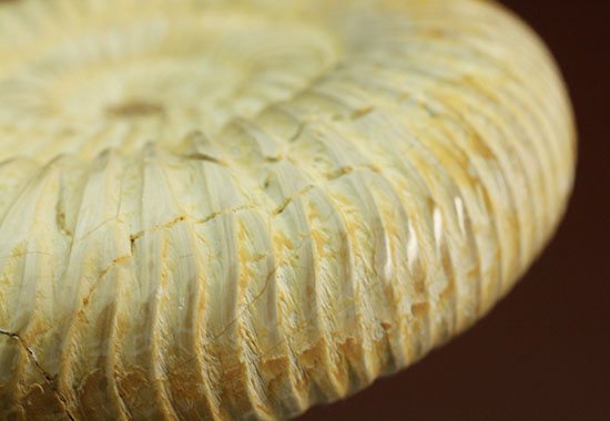 上質、ジュラ紀のペリスフィンクテスアンモナイト(Perisphinctes)(その12)