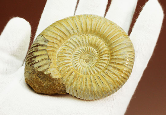 上質、ジュラ紀のペリスフィンクテスアンモナイト(Perisphinctes)(その13)