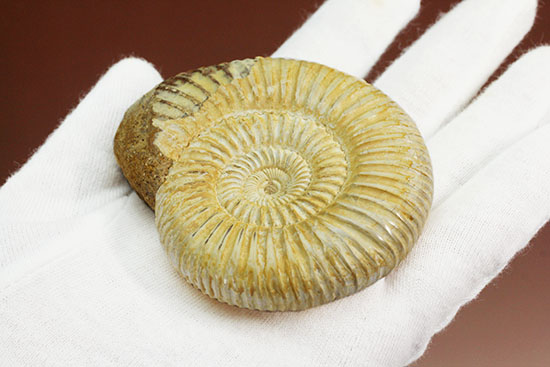 上質、ジュラ紀のペリスフィンクテスアンモナイト(Perisphinctes)(その14)