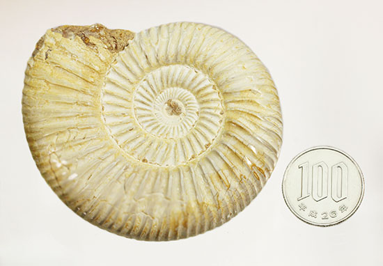 上質、ジュラ紀のペリスフィンクテスアンモナイト(Perisphinctes)(その15)