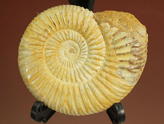 上質、ジュラ紀のペリスフィンクテスアンモナイト(Perisphinctes)(その2)