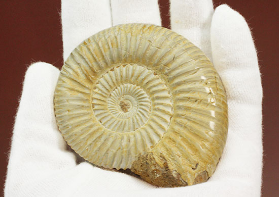 上質、ジュラ紀のペリスフィンクテスアンモナイト(Perisphinctes)(その7)