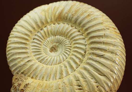 上質、ジュラ紀のペリスフィンクテスアンモナイト(Perisphinctes)(その8)