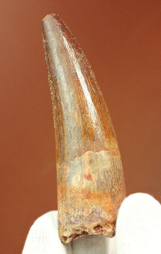 驚きのクオリティ!パーフェクトな保存状態。肉食恐竜スピノサウルスの上質歯化石(その1)