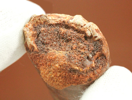驚きのクオリティ!パーフェクトな保存状態。肉食恐竜スピノサウルスの上質歯化石(その10)