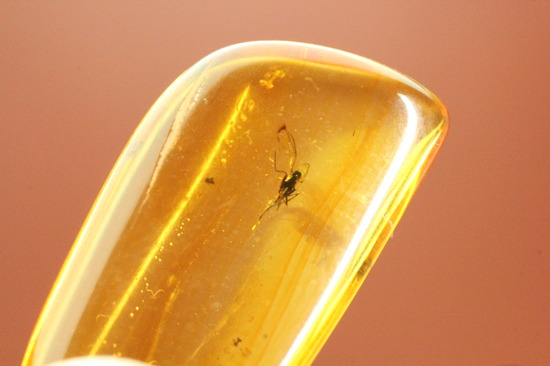 約４０００万年前の虫がクリアに鑑賞できます。バルト海産、虫入り琥珀化石(Amber)（その7）