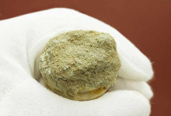 白亜紀の海の頂点に立った、モササウルスの巨大歯化石(その11)