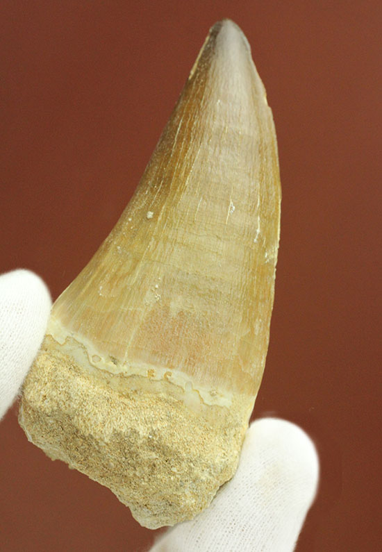 白亜紀の海の頂点に立った、モササウルスの巨大歯化石(その13)