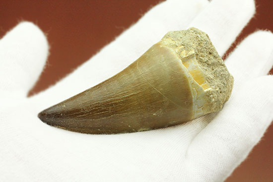 白亜紀の海の頂点に立った、モササウルスの巨大歯化石/中生代白亜紀（1億3500万 -- 6500万年前）【ot832】