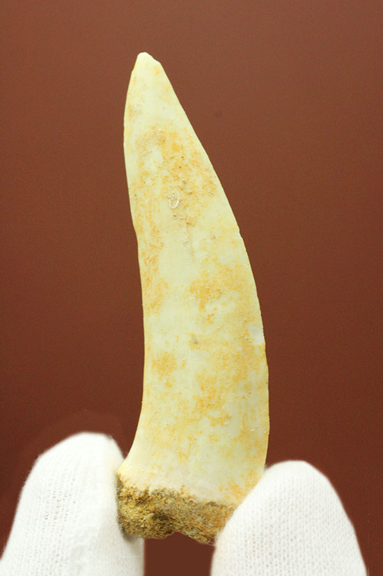 白亜紀後期の古代魚エンコダスの歯化石。記憶に残る顔面は必見。(その1)